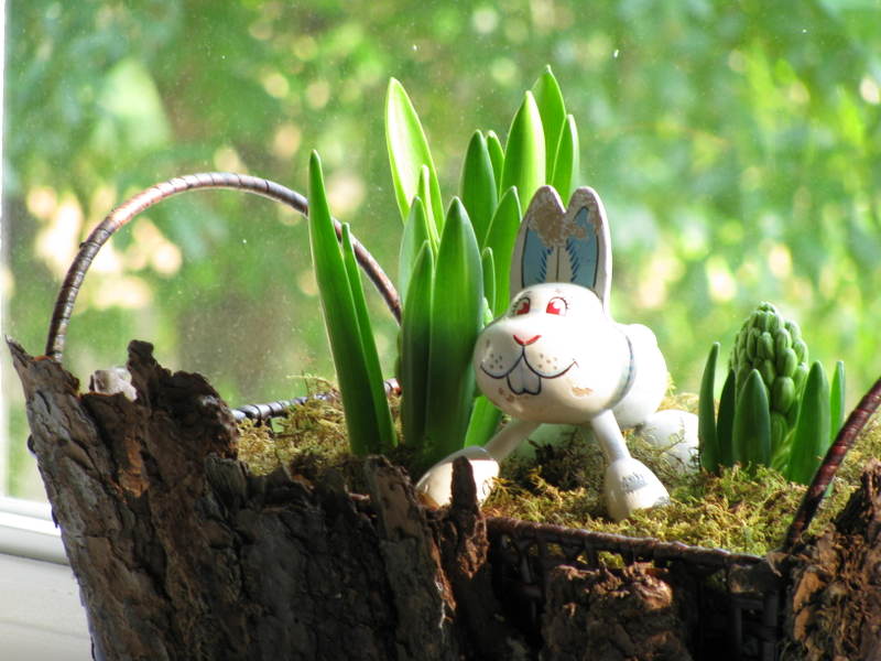 Hyacinths_in_bark_basket