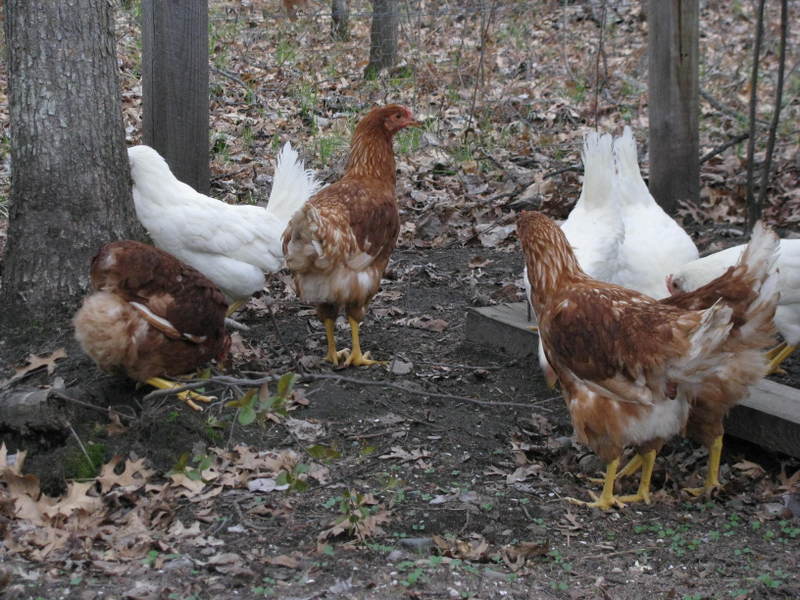 Chicken_flock_arrival