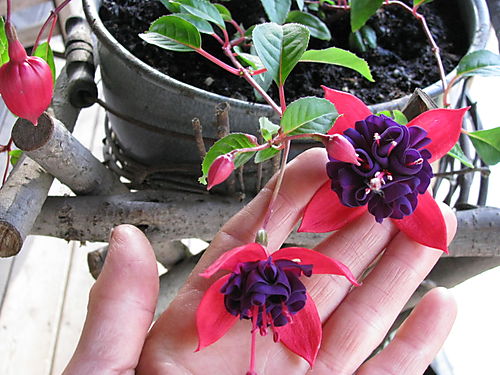 Fuchsia