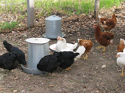 Red star, black star, leghorn