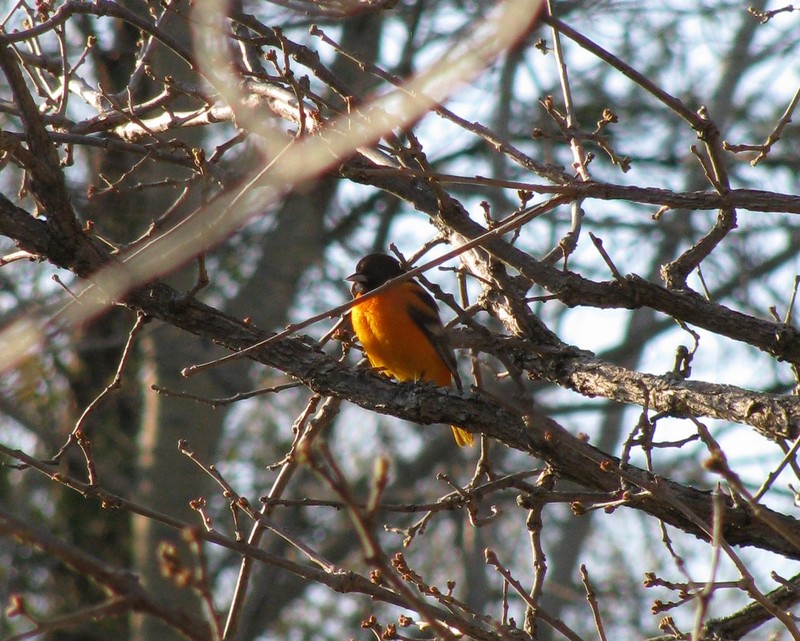 Oriole_cropped