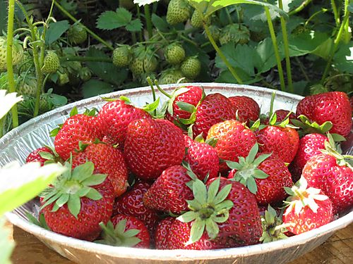 Season's first strawberries