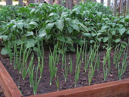 Onions and potatoes 6-23-08