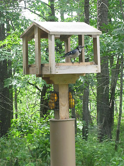 Out my kitchen window birdfeeder