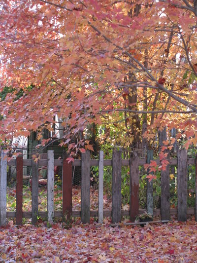 Maple trees in autumn