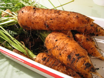 Carrots from my garden
