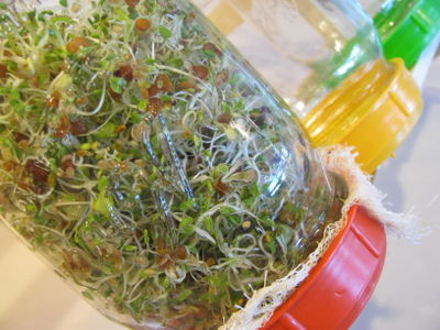 Salad mix sprouts