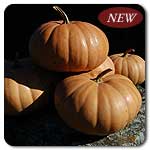 PumpkinHeirloomLongIslandCheese