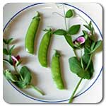 SnowPea DwarfGreySugar