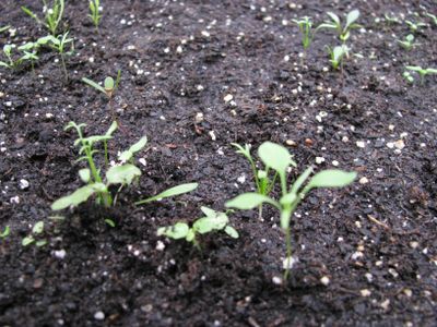 Plantable calendar Jan and Feb