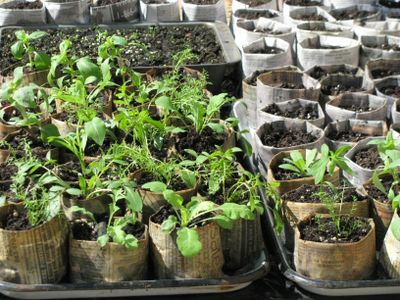 40 day jan feb seed pages