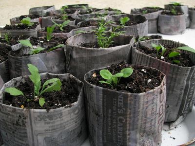 Newspaper seed pots