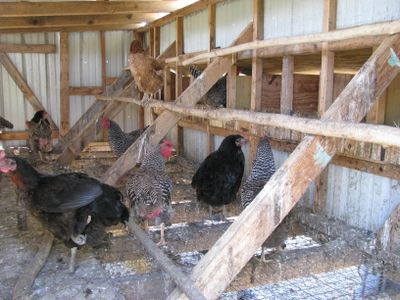 Portable coop interior