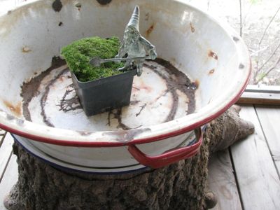 Gnome habitat preplanting