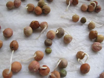 Pea sprouts ready to plant