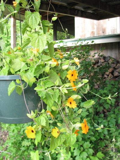 Farmer's market hanging flower basket