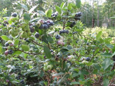 Blueberry bush