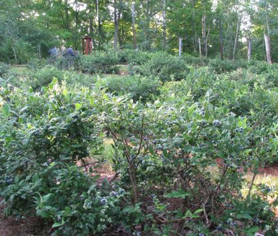 Blueberry patch