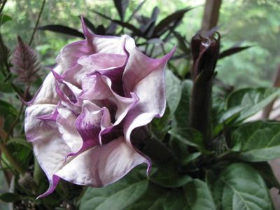 Sandy's plants blossoming