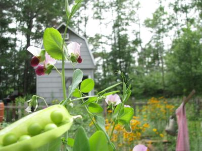 Peas + blossoms