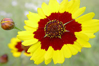 Plains coreopsis wildflower info