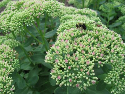 Sedum pre autumn color
