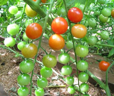 Cherry tomato vine