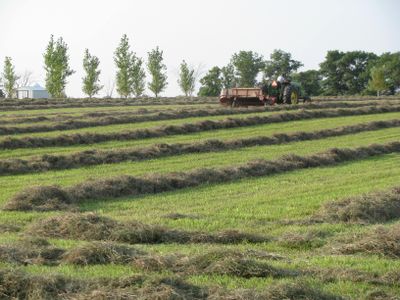 Hay baling near Pierz