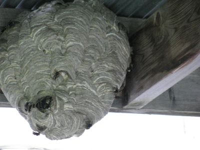 Beehive under porch