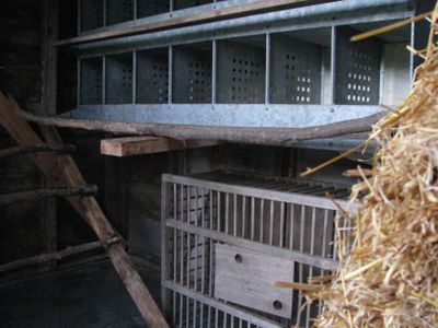 Chicken coop fall cleaning