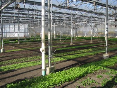 Stone barns farm greenhouse