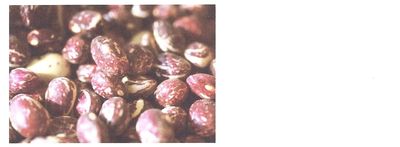 Heirloom beans mother stallard