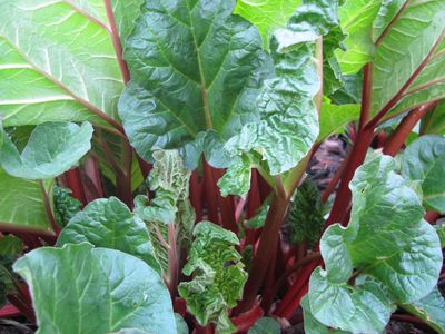 Rhubarb