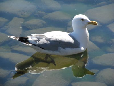 Seagull