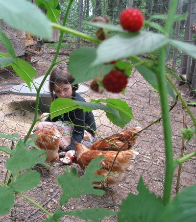 Madigan feeding hens