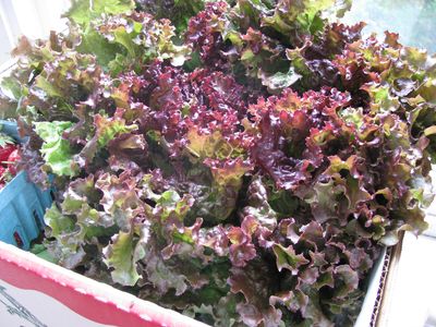 Leaf lettuce csa