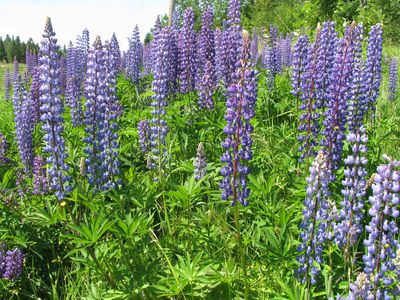Lupines roadside
