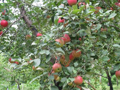 Apple tree connie