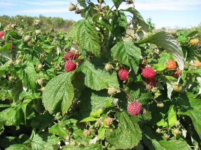 Raspberries on bush