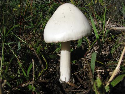 Mushroom6