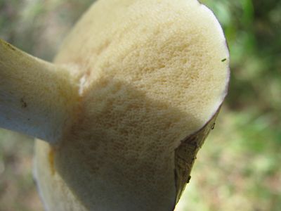 Boletes spongy underside