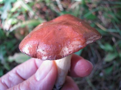 Boletes cap