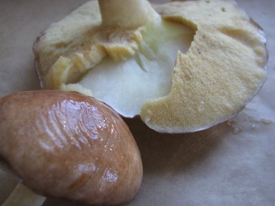 Spongy layer removed