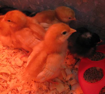 Chicks one week old