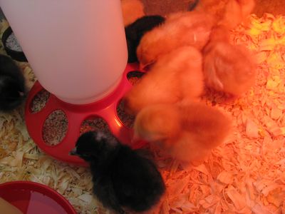 2-day old chicks in washtub