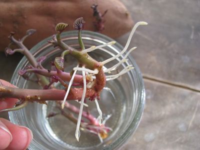 Sweet potato roots Sweet potato roots