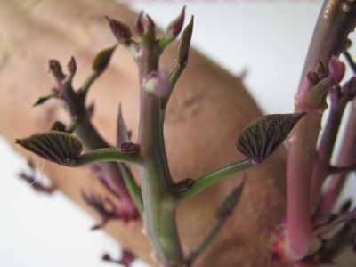 Sweet potato sprouts