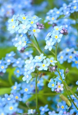 Forget-me-nots