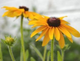 Black-eyed susan