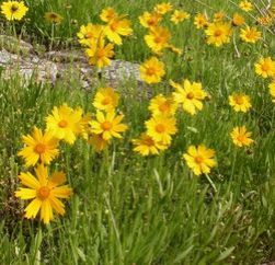 Lanceleaf coreopsis
